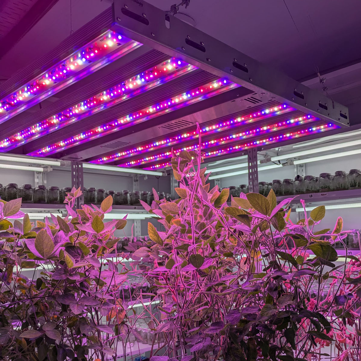 Horticultura